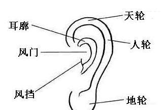 鴛鴦耳面相|从耳朵看面相｜5点耳朵形状及特征，一窥性格与运